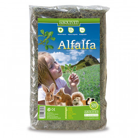 Alfalfa 